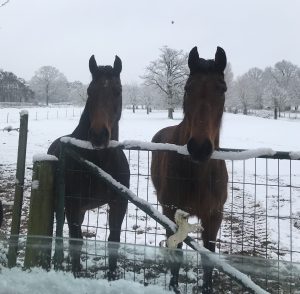 Links Bountles Star (Lessy) en rechts Ostara Star ( Tara ).